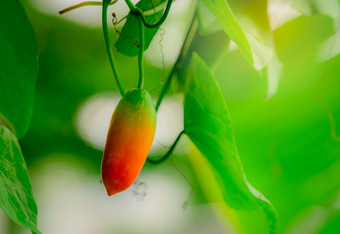 成熟的成熟的水果艾薇葫芦与绿色叶子和早....阳光花园热带他来了可食用的水果特写镜头红色的水果艾薇葫芦球孢子虫长大的爬虫植物自然β-胡萝卜素