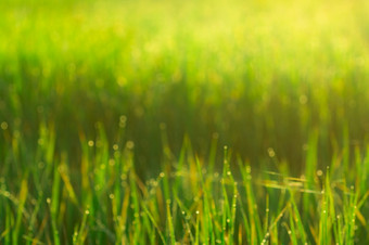 模糊绿色大米帕迪场新鲜的绿色草场与雨滴水滴绿色大米叶子农场绿色草叶子与散景背景和阳光自然背景多雨的季节