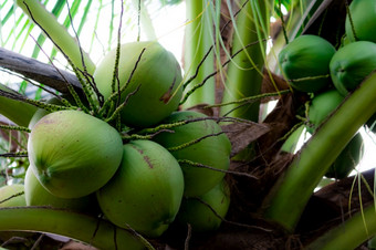 群椰子<strong>椰子树</strong>热带水果棕榈树与绿色叶子和水果<strong>椰子树</strong>泰国椰子种植园农业农场有机喝为<strong>夏天</strong>异国情调<strong>的</strong>植物