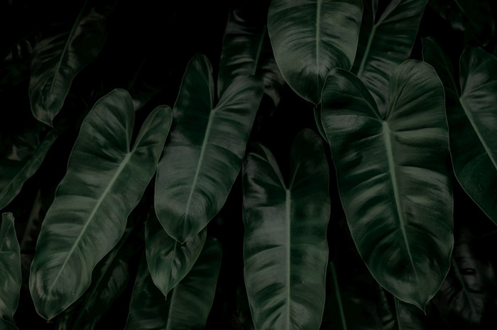密集的黑暗绿色叶子花园晚上绿色叶纹理观赏植物绿色叶子森林植物花园绿色植物壁纸为水疗中心精神健康自然摘要背景
