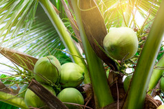 群椰子椰子树热带水果棕榈树与绿色叶子和水果椰子树泰国椰子种植园农业农场有机喝为夏天异国情调的植物