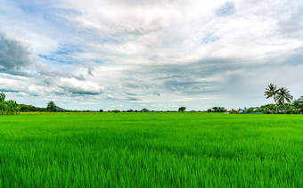 景观绿色大米场大米农场与山背景农村绿色大米帕迪场有机大米农场亚洲帕迪场热带景观和白色云天空农业农场