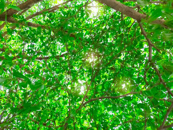 底视图树和绿色叶子热带森林与阳光新鲜的环境公园绿色植物给氧气夏天花园森林树与小叶子阳光明媚的一天绿色概念