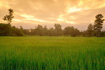 大米种植园绿色大米帕迪场有机大米农场亚洲大米日益增长的农业绿色帕迪场paddy-sownricefield培养的景观农业农场与日出天空