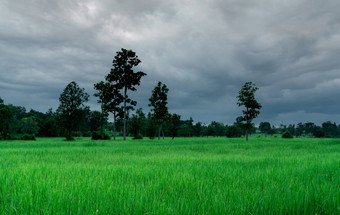 景观绿色大米场和多云的天空大米农场与热带树农业土地情节为出售农场土地大米种植园有机大米农场国家视图碳信贷概念农村区域