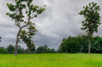 景观绿色大米场和多云的天空大米农场与热带树农业土地情节为出售农场土地大米种植园有机大米农场国家视图碳信贷概念农村区域