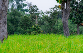 树大米场乌汶Ratchathani泰国大米种植园绿色大米帕迪场有机大米农场亚洲农业农场附近的森林农村绿色和新鲜的环境