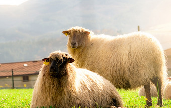 国内羊放牧牧场羊与耳朵标签和白色皮毛绿色草场牲畜农业农场<strong>可持续发展</strong>的农业<strong>可持续发展</strong>的农业概念牲畜动物