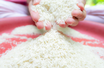 女人手持有大米和下降从手红色的塑料托盘生干大米未煮过的磨碎的白色大米天课和慈善机构概念有机麦片粮食主食食物世界收益率为大米概念