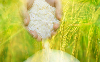 女<strong>人手</strong>持有大米和帕迪场背景大米价格的世界市场概念世界收益率为大米天课概念大米种植园有机农场主食食物亚洲植物培养