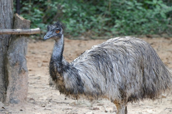 关闭鸸鹋头的鸸鹋的第二大生活鸟高度后它的平胸类的相对的鸵鸟肖像澳大利亚鸸鹋