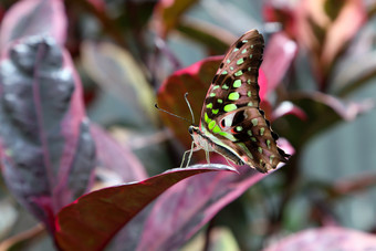 蝴蝶美丽的热带蝴蝶模糊自然背景热带蝴蝶它的自然栖息地轰动一时的蝴蝶