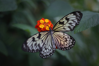 蝴蝶美丽的热带蝴蝶模糊自然背景热带蝴蝶它的自然栖息地轰动一时的蝴蝶的软焦点