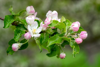 盛开的苹果树春天时间春天自然盛开的苹果树春天时间春天自然