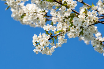 樱桃花朵蓝色的天空春天花背景樱桃花开花樱桃花朵蓝色的天空春天花背景樱桃花开花