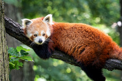红色的熊猫ailurus富尔根的树可爱的熊猫熊森林栖息地