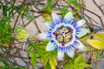 盛开的蓝色的激情花美丽的西番莲caerulea也已知的激情花