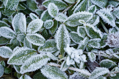 绿色叶子植物覆盖与霜