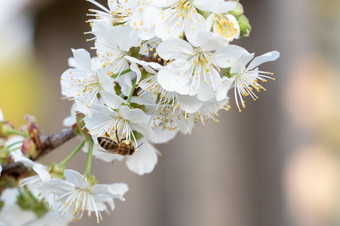 蜜蜂樱桃花朵春天花背景樱桃花开花的春天