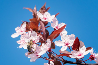 蜜蜂粉红色的樱桃花朵春天花背景蓝色的天空樱桃花开花的春天