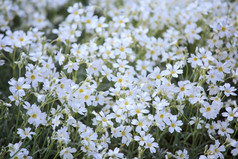 白色花铈tomentosum观赏植物的石竹科家庭