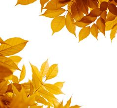 秋天叶子在白色背景叶边境与黄色的橙色棕色（的）颜色秋天叶子在白色