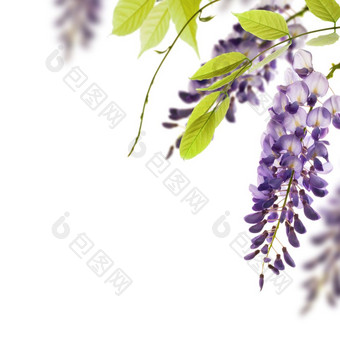 紫藤花绿色叶子边境为角页面在白色背景装饰元素紫藤白色背景边境