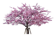 日本樱花完整的盛开的粉红色的樱桃花朵树孤立的白色背景