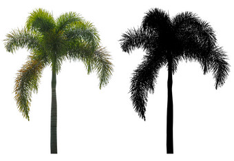 自然Arceanut槟榔棕榈树与黑色的α面具孤立的白色背景
