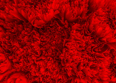 模糊红色的欲望康乃馨花背景