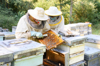 养蜂人养蜂场养蜂人工作与蜜蜂和蜂房的养蜂场高质量图像养蜂人养蜂场养蜂人工作与蜜蜂和蜂房的养蜂场
