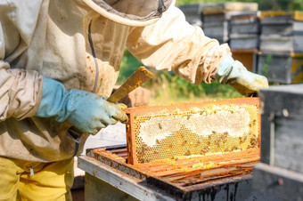 养蜂人养蜂场养蜂人工作与<strong>蜜蜂</strong>和蜂房的养蜂场特写镜头视图高质量图像养蜂人养蜂场养蜂人工作与<strong>蜜蜂</strong>和蜂房的养蜂场特写镜头视图