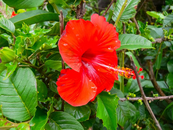 红色的花花圃复活节岛红色的花花圃复活节岛