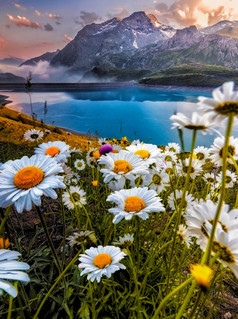 花繁荣的黛西场与湖与蒂尔颜色与的法国阿尔卑斯山脉的背景