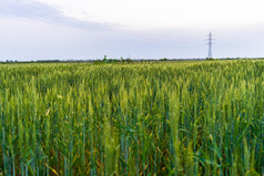 视图农业场绿色小麦