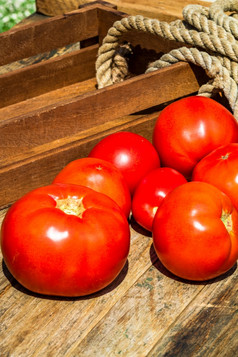 关闭新鲜的成熟的西红柿孤立的乡村作文