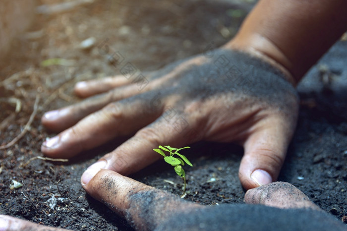 手保护日益增长的植物保存地球地球世界概念保存自然环境保护narturing树日益增长的肥沃的土壤