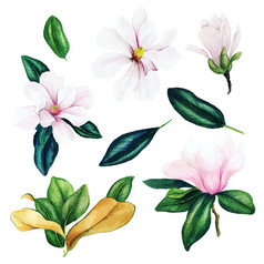 光粉红色的木兰花和叶子水彩集合手画向量插图设计元素