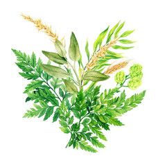 Herbal水彩花束与蕨类植物和耳朵手画水彩插图