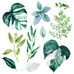 monstera叶子和铁线蕨水彩明亮的绿色植物集合手画插图