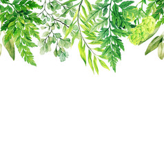 水彩叶子绿色植物和蕨类植物头无缝的边境手画插图