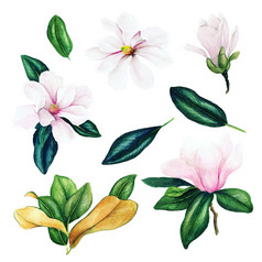 光粉红色的木兰花和叶子水彩集合手画插图设计元素