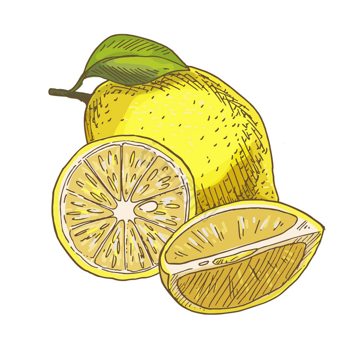 柠檬与叶一半的水果完整的颜色现实的草图向