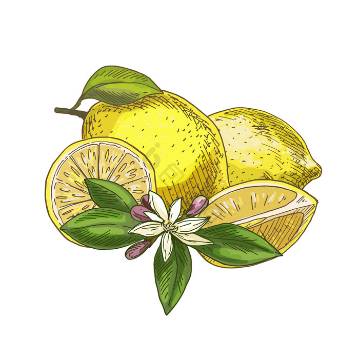柠檬与叶一半的水果花完整的颜色现实的草图
