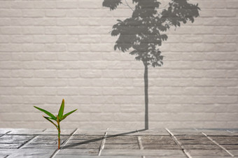 焦点小绿色植物<strong>日</strong>益增长的通过从裂纹人行道上与长影子完全种植树表面砖墙背景创建的想法生活<strong>斗争</strong>和充满希望的概念