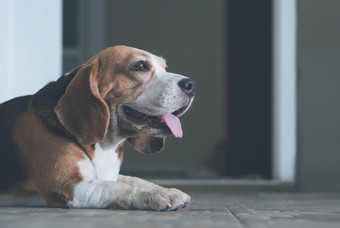 关闭和一边视图可爱的小猎犬号狗看向前和说谎瓷砖地板上前面门口首页宠物肖像概念