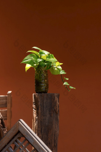 魔鬼艾薇植物是日益增长的塑料瓶木树桩与剩下的木材料使用红色的水泥墙首页园艺区域重用和升级改造概念