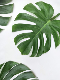 部分绿色丛林monstera叶子白色背景垂直框架树叶背景设计概念