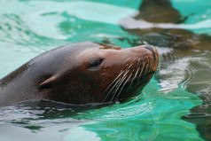 海狮子游泳沿着的水与他的鼻子出的水