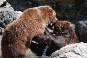棕色（的）熊玩战斗与另一个熊浅水